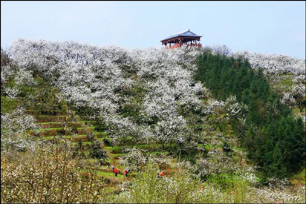 【春天，广西桂林灌阳县向您发出邀请！】我们在灌阳看梨花 - 游山玩水 - 贺州生活社区 - 贺州28生活网 hezhou.28life.net