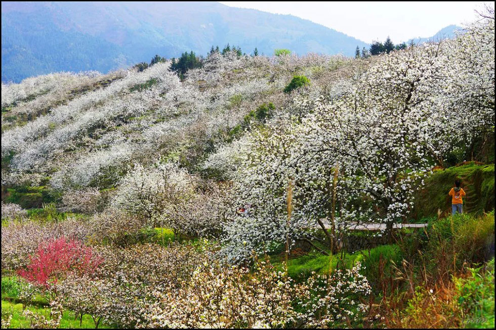 【春天，广西桂林灌阳县向您发出邀请！】我们在灌阳看梨花 - 游山玩水 - 贺州生活社区 - 贺州28生活网 hezhou.28life.net
