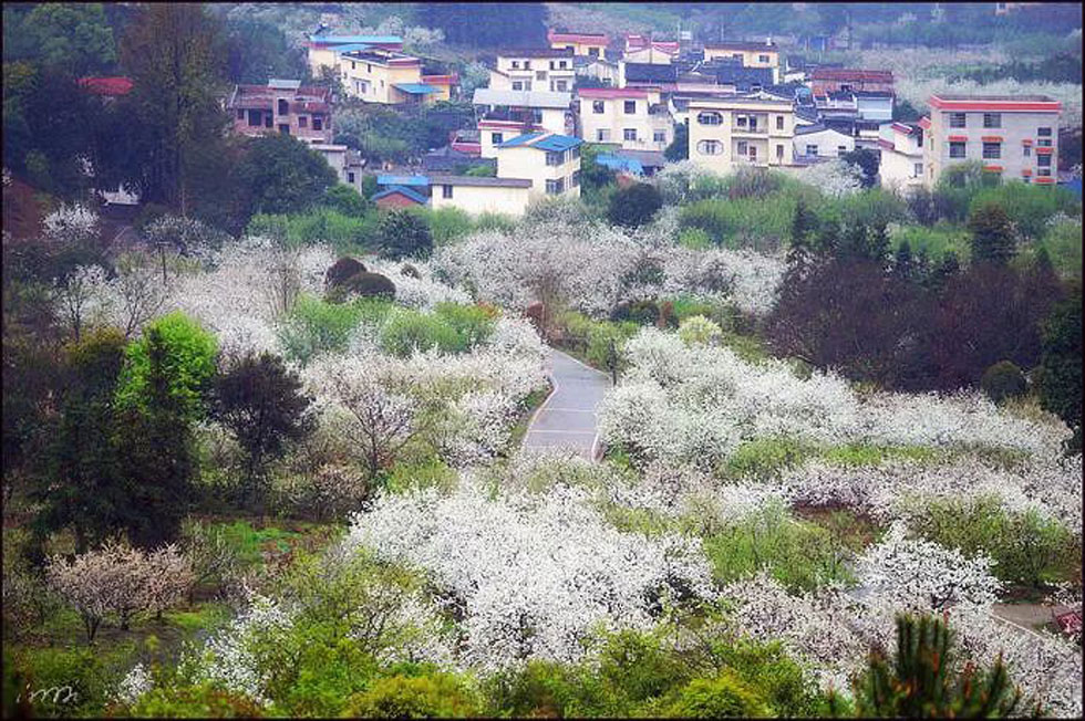 【春天，广西桂林灌阳县向您发出邀请！】我们在灌阳看梨花 - 游山玩水 - 贺州生活社区 - 贺州28生活网 hezhou.28life.net