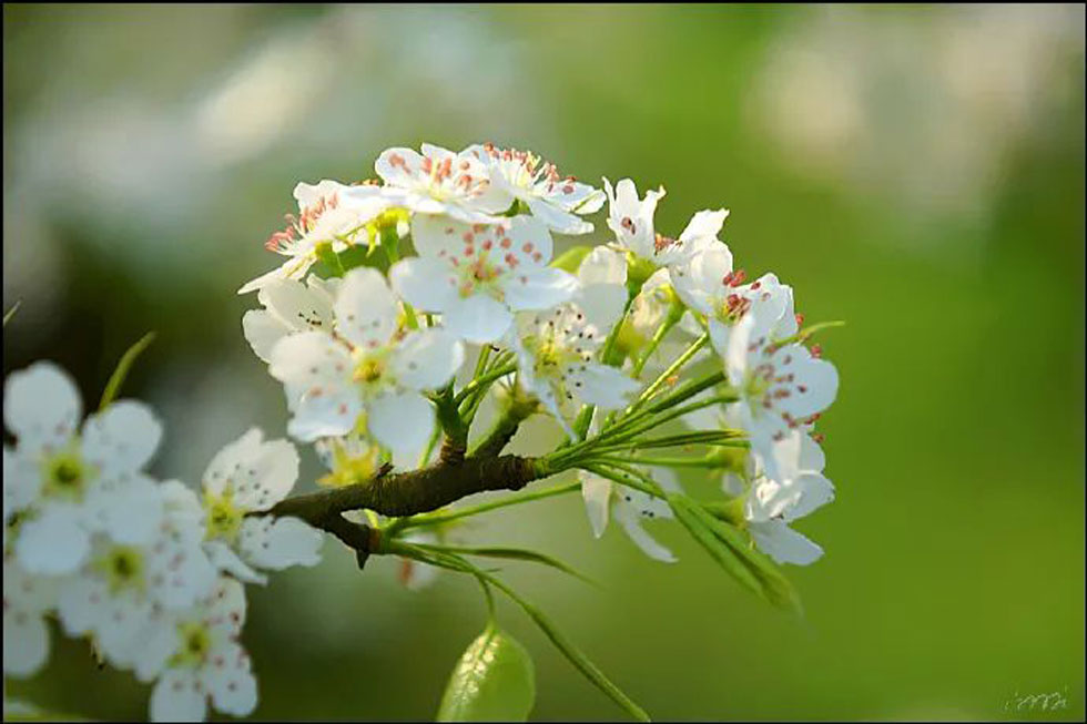 【春天，广西桂林灌阳县向您发出邀请！】我们在灌阳看梨花 - 游山玩水 - 贺州生活社区 - 贺州28生活网 hezhou.28life.net
