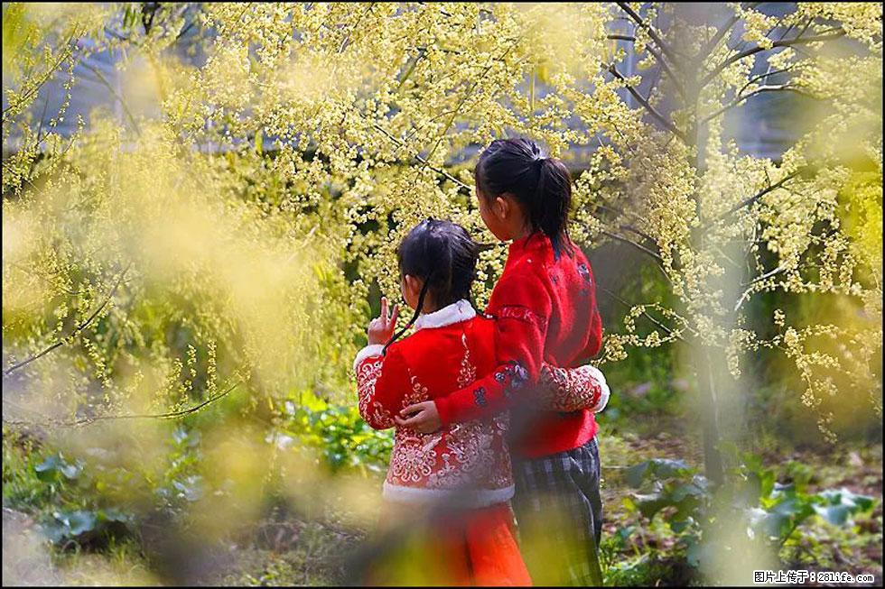 【春天，广西桂林灌阳县向您发出邀请！】米珠山前有片山苍子花在飘香 - 游山玩水 - 贺州生活社区 - 贺州28生活网 hezhou.28life.net