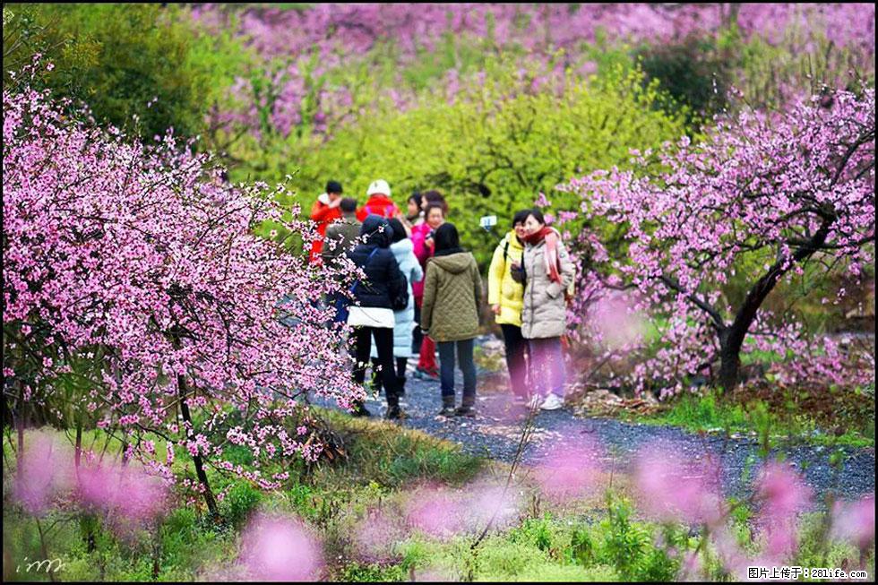【春天，广西桂林灌阳县向您发出邀请！】官庄村有个醉美的桃花园 - 游山玩水 - 贺州生活社区 - 贺州28生活网 hezhou.28life.net