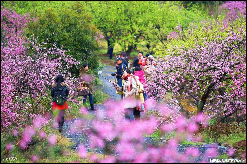 【春天，广西桂林灌阳县向您发出邀请！】官庄村有个醉美的桃花园 - 游山玩水 - 贺州生活社区 - 贺州28生活网 hezhou.28life.net