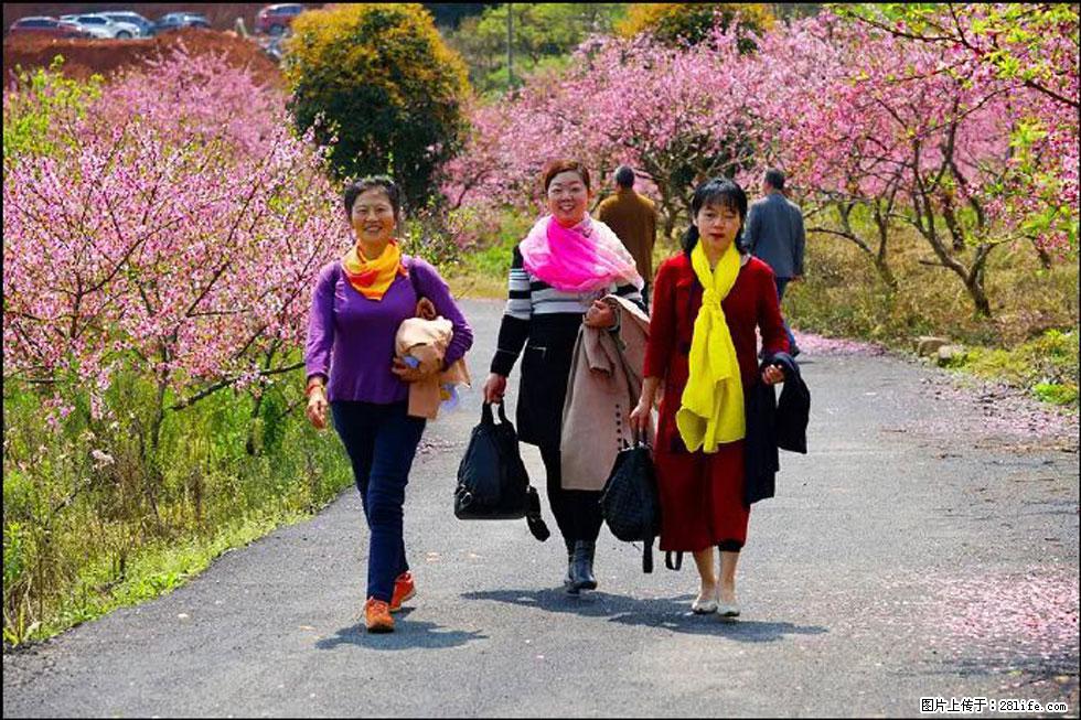 【春天，广西桂林灌阳县向您发出邀请！】官庄村有个醉美的桃花园 - 游山玩水 - 贺州生活社区 - 贺州28生活网 hezhou.28life.net