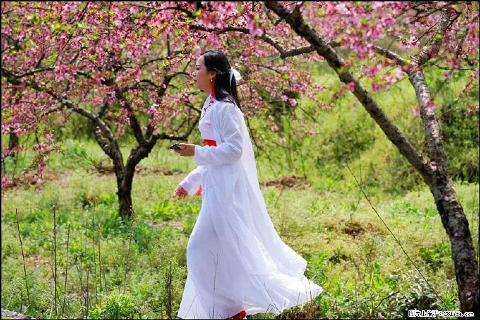 【春天，广西桂林灌阳县向您发出邀请！】官庄村有个醉美的桃花园 - 游山玩水 - 贺州生活社区 - 贺州28生活网 hezhou.28life.net