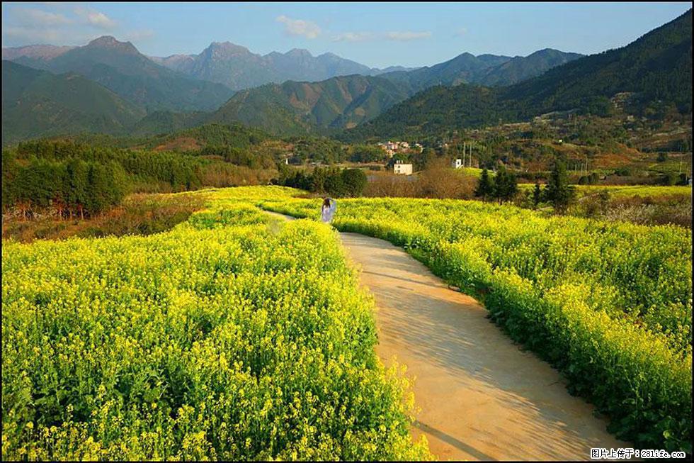 【春天，广西桂林灌阳县向您发出邀请！】长坪村油菜盛情花开 - 游山玩水 - 贺州生活社区 - 贺州28生活网 hezhou.28life.net