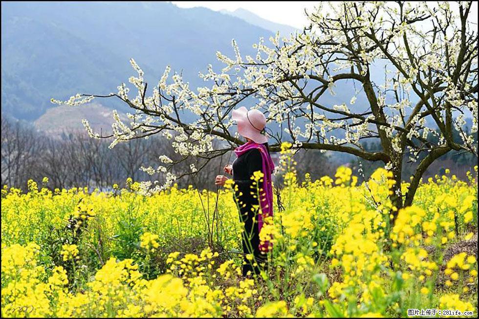 【春天，广西桂林灌阳县向您发出邀请！】长坪村油菜盛情花开 - 游山玩水 - 贺州生活社区 - 贺州28生活网 hezhou.28life.net