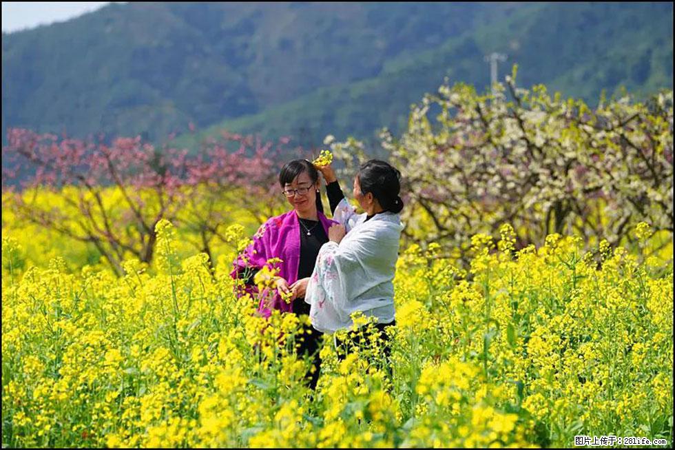 【春天，广西桂林灌阳县向您发出邀请！】长坪村油菜盛情花开 - 游山玩水 - 贺州生活社区 - 贺州28生活网 hezhou.28life.net