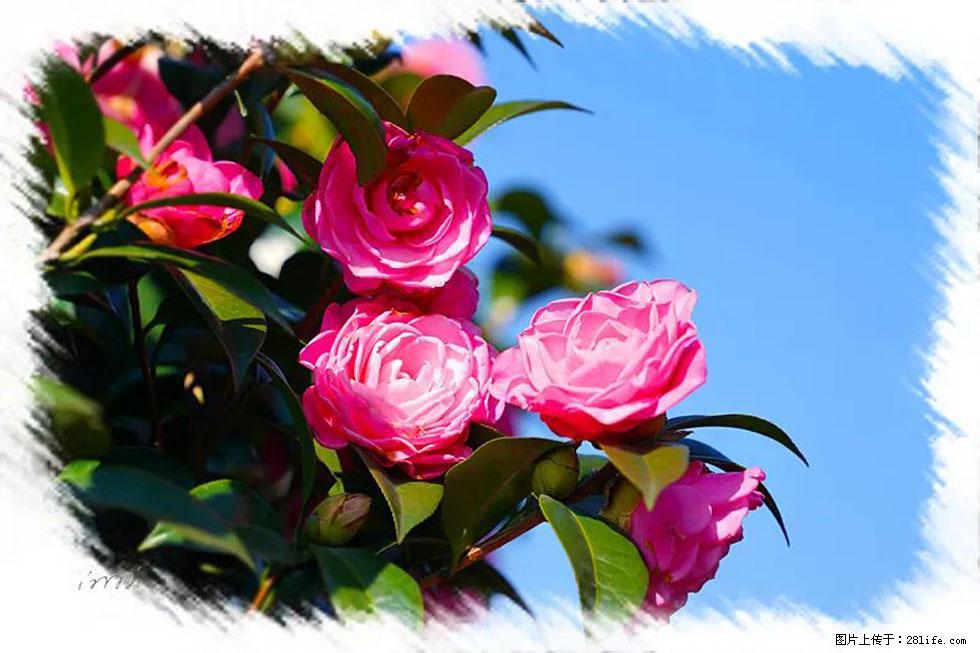【春天，广西桂林灌阳县向您发出邀请！】杨柳井茶花惹人爱 - 游山玩水 - 贺州生活社区 - 贺州28生活网 hezhou.28life.net