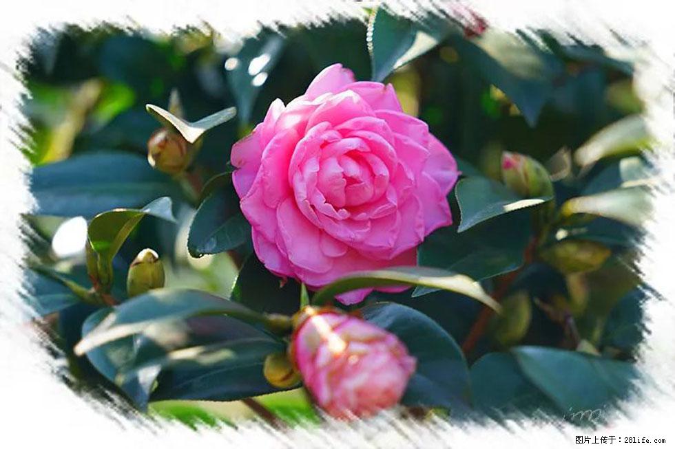 【春天，广西桂林灌阳县向您发出邀请！】杨柳井茶花惹人爱 - 游山玩水 - 贺州生活社区 - 贺州28生活网 hezhou.28life.net