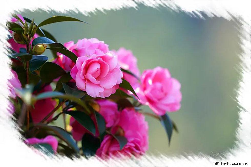 【春天，广西桂林灌阳县向您发出邀请！】杨柳井茶花惹人爱 - 游山玩水 - 贺州生活社区 - 贺州28生活网 hezhou.28life.net