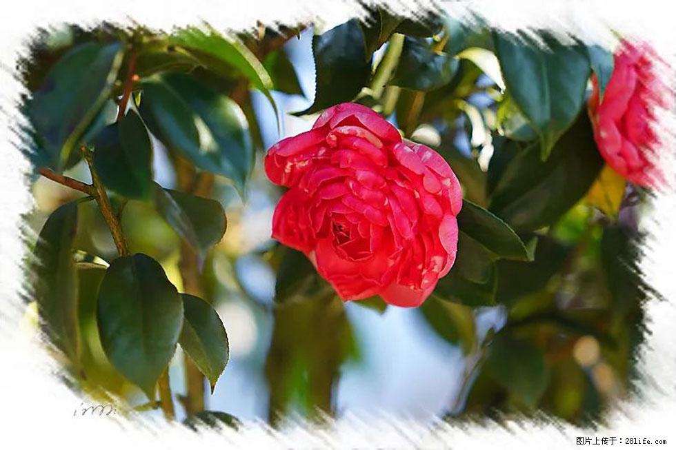 【春天，广西桂林灌阳县向您发出邀请！】杨柳井茶花惹人爱 - 游山玩水 - 贺州生活社区 - 贺州28生活网 hezhou.28life.net