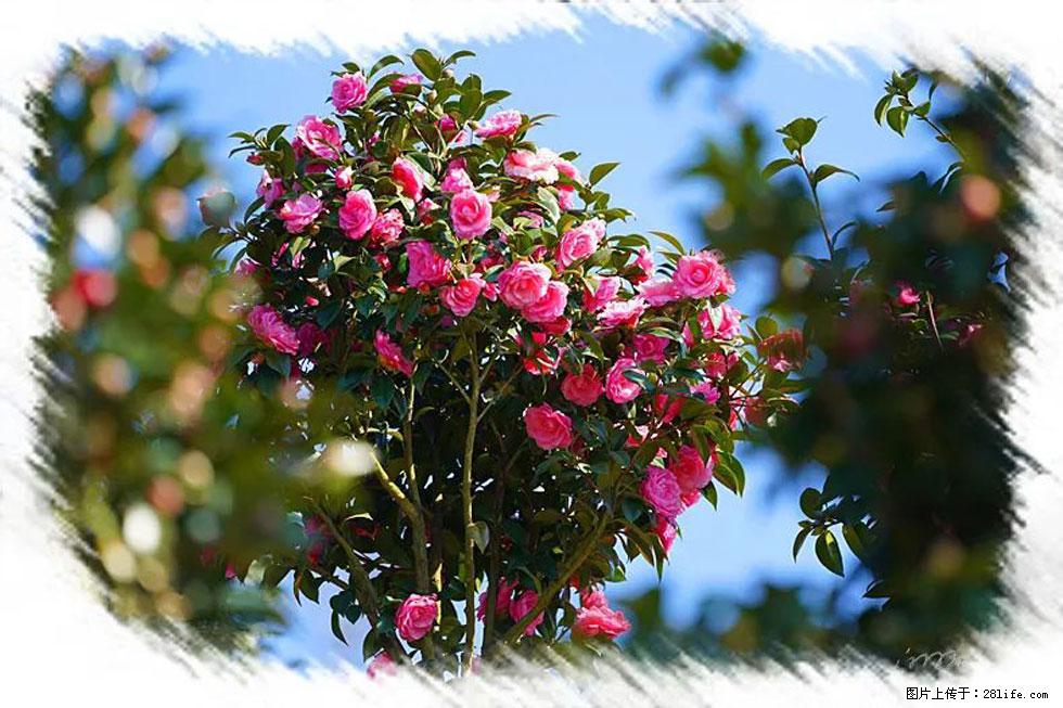 【春天，广西桂林灌阳县向您发出邀请！】杨柳井茶花惹人爱 - 游山玩水 - 贺州生活社区 - 贺州28生活网 hezhou.28life.net