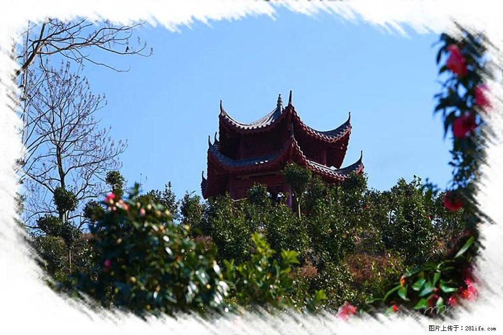 【春天，广西桂林灌阳县向您发出邀请！】杨柳井茶花惹人爱 - 游山玩水 - 贺州生活社区 - 贺州28生活网 hezhou.28life.net