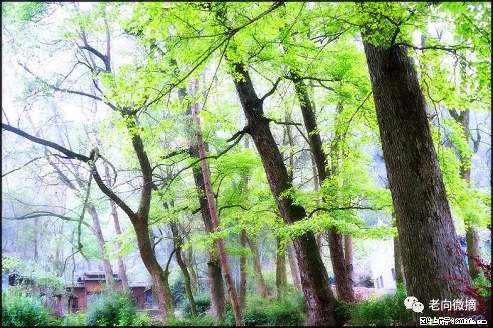 【春天，广西桂林灌阳县向您发出邀请！】在小龙村与春天约会 - 游山玩水 - 贺州生活社区 - 贺州28生活网 hezhou.28life.net