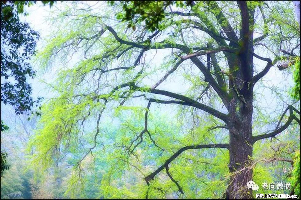【春天，广西桂林灌阳县向您发出邀请！】在小龙村与春天约会 - 游山玩水 - 贺州生活社区 - 贺州28生活网 hezhou.28life.net