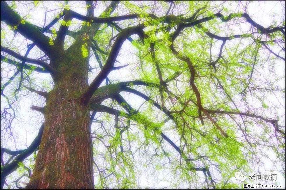 【春天，广西桂林灌阳县向您发出邀请！】在小龙村与春天约会 - 游山玩水 - 贺州生活社区 - 贺州28生活网 hezhou.28life.net