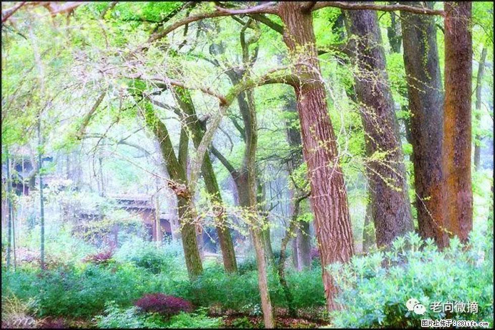 【春天，广西桂林灌阳县向您发出邀请！】在小龙村与春天约会 - 游山玩水 - 贺州生活社区 - 贺州28生活网 hezhou.28life.net