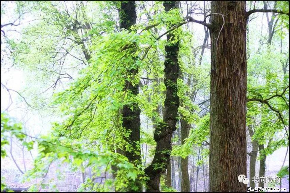 【春天，广西桂林灌阳县向您发出邀请！】在小龙村与春天约会 - 游山玩水 - 贺州生活社区 - 贺州28生活网 hezhou.28life.net