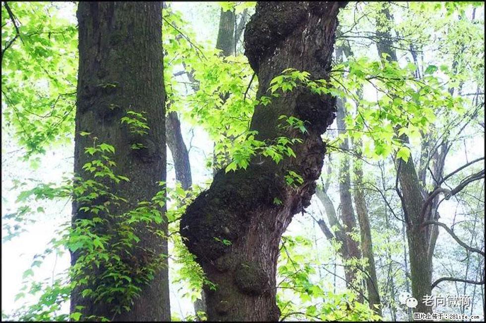 【春天，广西桂林灌阳县向您发出邀请！】在小龙村与春天约会 - 游山玩水 - 贺州生活社区 - 贺州28生活网 hezhou.28life.net