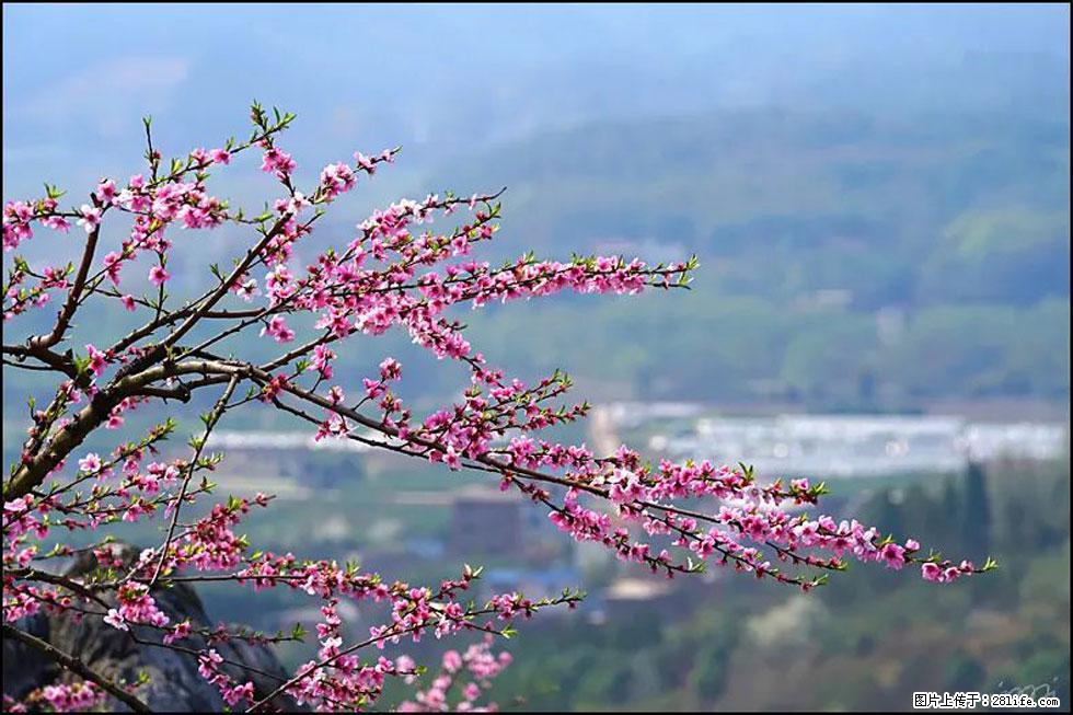【春天，广西桂林灌阳县向您发出邀请！】望月岭上桃花开 - 游山玩水 - 贺州生活社区 - 贺州28生活网 hezhou.28life.net