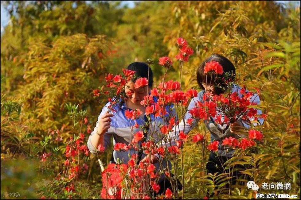 【春天，广西桂林灌阳县向您发出邀请！】登麒麟山，相约映山红 - 游山玩水 - 贺州生活社区 - 贺州28生活网 hezhou.28life.net