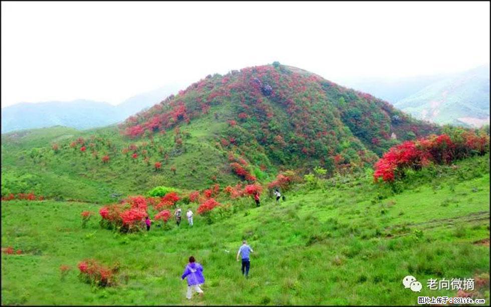 【春天，广西桂林灌阳县向您发出邀请！】宝盖山上映山红 - 游山玩水 - 贺州生活社区 - 贺州28生活网 hezhou.28life.net