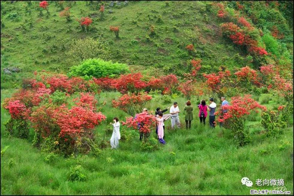 【春天，广西桂林灌阳县向您发出邀请！】宝盖山上映山红 - 游山玩水 - 贺州生活社区 - 贺州28生活网 hezhou.28life.net