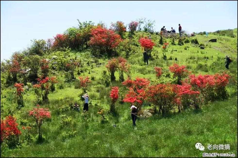 【春天，广西桂林灌阳县向您发出邀请！】宝盖山上映山红 - 游山玩水 - 贺州生活社区 - 贺州28生活网 hezhou.28life.net