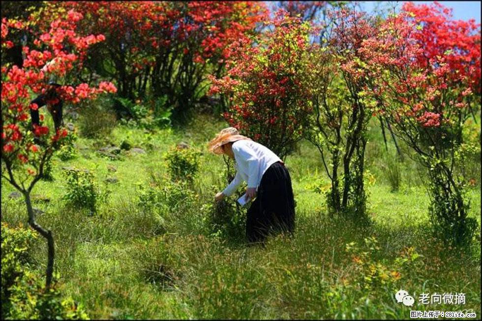 【春天，广西桂林灌阳县向您发出邀请！】宝盖山上映山红 - 游山玩水 - 贺州生活社区 - 贺州28生活网 hezhou.28life.net