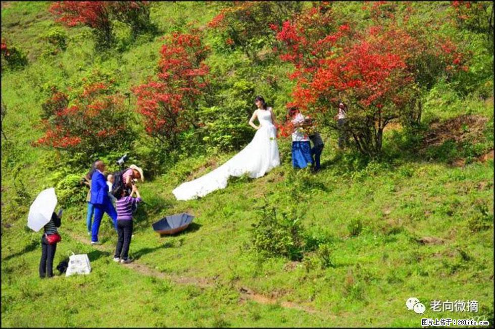 【春天，广西桂林灌阳县向您发出邀请！】宝盖山上映山红 - 游山玩水 - 贺州生活社区 - 贺州28生活网 hezhou.28life.net