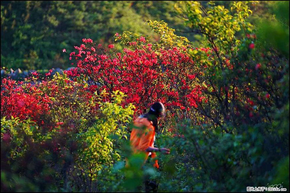 【春天，广西桂林灌阳县向您发出邀请！】春木界上映山红 - 游山玩水 - 贺州生活社区 - 贺州28生活网 hezhou.28life.net