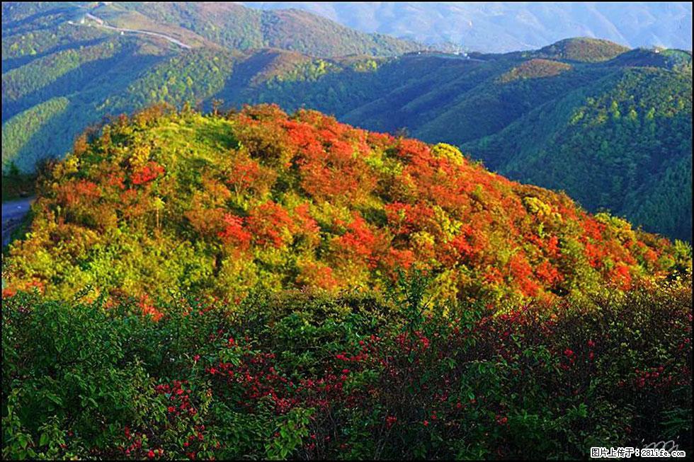 【春天，广西桂林灌阳县向您发出邀请！】春木界上映山红 - 游山玩水 - 贺州生活社区 - 贺州28生活网 hezhou.28life.net