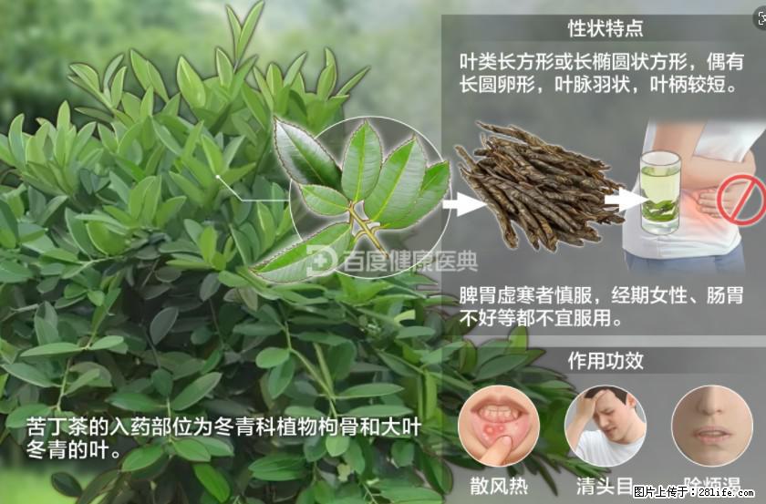 苦丁茶有哪些功效和作用 - 生活百科 - 贺州生活社区 - 贺州28生活网 hezhou.28life.net