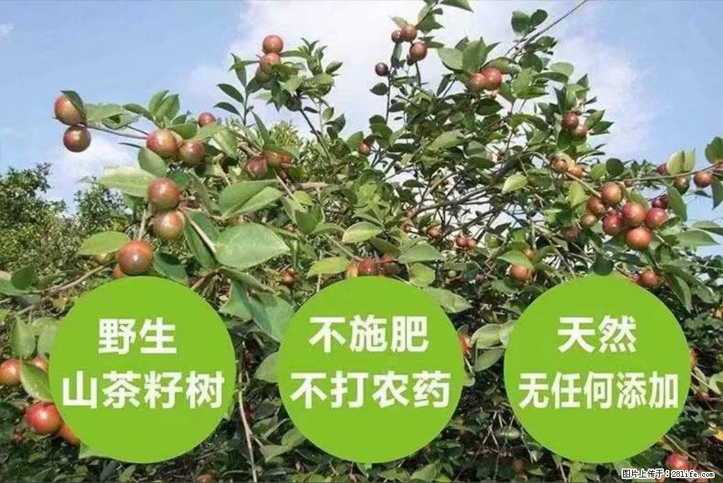 【灌阳县油茶产业示范区】一个有着充实的精神生活的人，对待身外之物自会有一种淡泊的态度 - 土特产 - 饮食特产 - 贺州分类信息 - 贺州28生活网 hezhou.28life.net