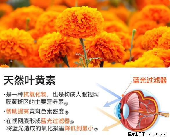 叶黄素有什么功效和作用 - 生活百科 - 贺州生活社区 - 贺州28生活网 hezhou.28life.net