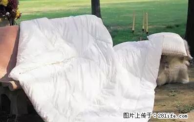 被子有异味？只要这样做，比晒太阳还强100倍！ - 家居生活 - 贺州生活社区 - 贺州28生活网 hezhou.28life.net
