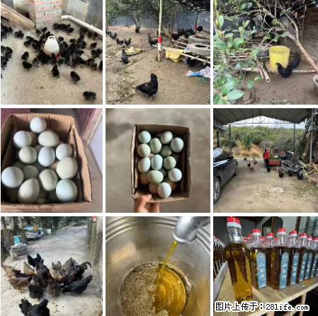 油茶园从小鸡仔开始养起的纯土鸡、土鸡蛋可以预定啦！还有前几天刚榨的纯山茶油哦 - 美食天地 - 贺州生活社区 - 贺州28生活网 hezhou.28life.net