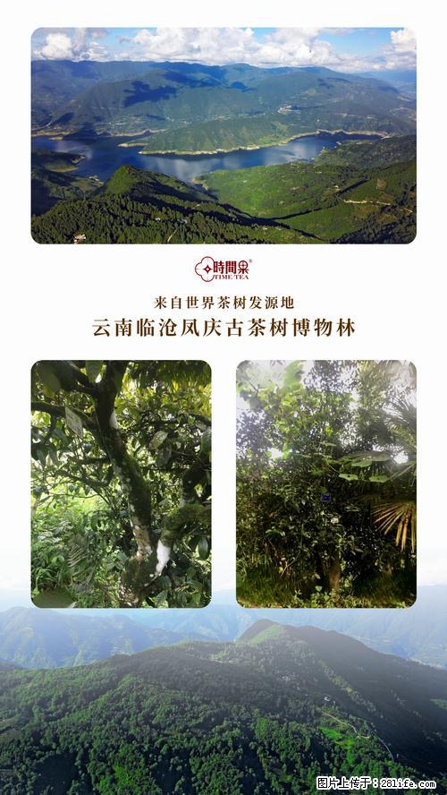 时间果百年古树2025年春红茶 - 购物交流 - 贺州生活社区 - 贺州28生活网 hezhou.28life.net