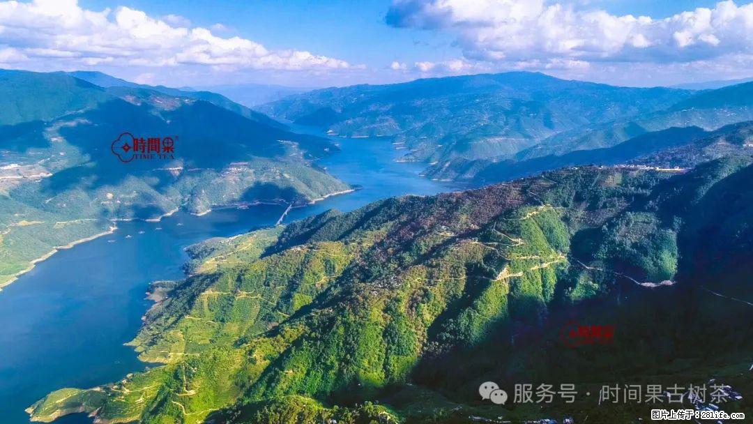 时间果百年古树龙珠普洱生茶 - 购物交流 - 贺州生活社区 - 贺州28生活网 hezhou.28life.net