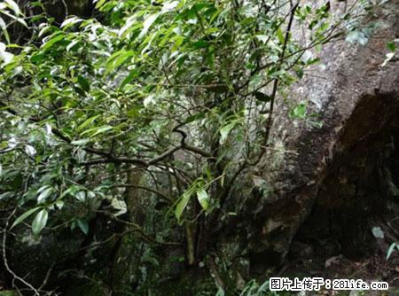 平乐石崖茶，珍贵仅次于金花茶 - 贺州生活资讯 - 贺州28生活网 hezhou.28life.net