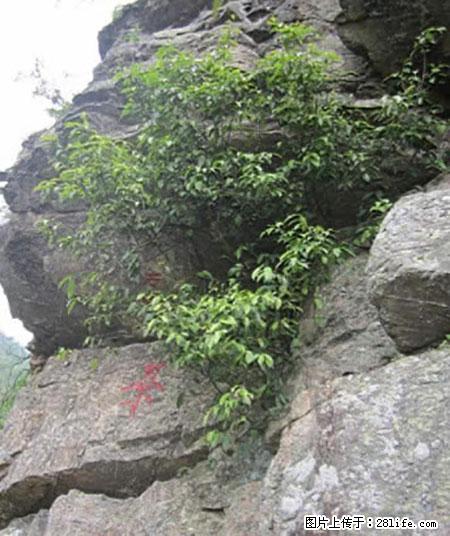 平乐石崖茶，珍贵仅次于金花茶 - 贺州生活资讯 - 贺州28生活网 hezhou.28life.net