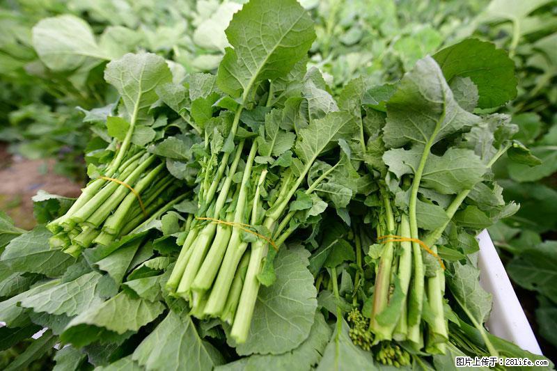 这些蔬菜是“天然钙片”，这6种被医生重点推荐 - 贺州生活资讯 - 贺州28生活网 hezhou.28life.net
